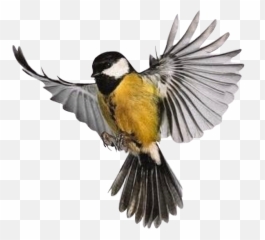 Birdy Freetoedit - Chickadee Emoji,Oriole Emoji