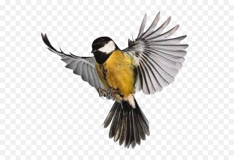 Birdy Freetoedit - Chickadee Emoji,Oriole Emoji