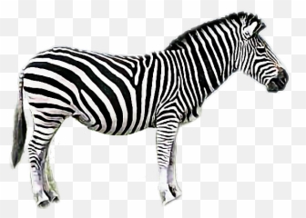 Animals Zebra - Switcheroo Zoo Emoji,Zebra Emoji