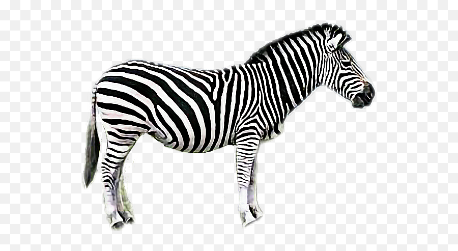 Animals Zebra - Switcheroo Zoo Emoji,Zebra Emoji