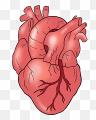 Human Heart - Realistic Cartoon Drawing Emoji