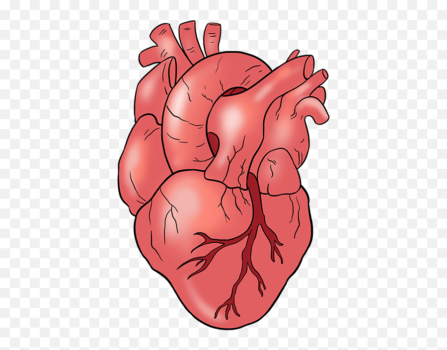 Human Heart - Realistic Heart Cartoon Drawing Emoji,Animated Beating Heart  Emoji - free transparent emoji 