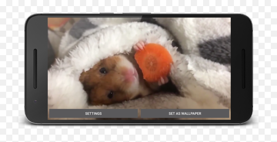 Hamster Live Wallpaper 20 Download Apk For Android - Aptoide Hamster Gifs Emoji,Guinea Pig Emoji