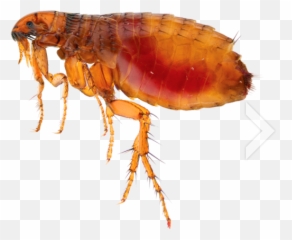 Flea Png - Animal Emoji