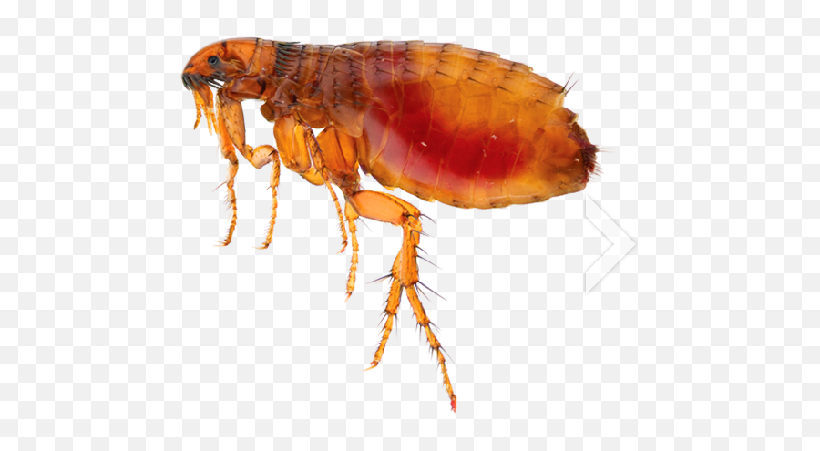 Flea Png - Flea Animal Emoji,Spread Legs Emoji