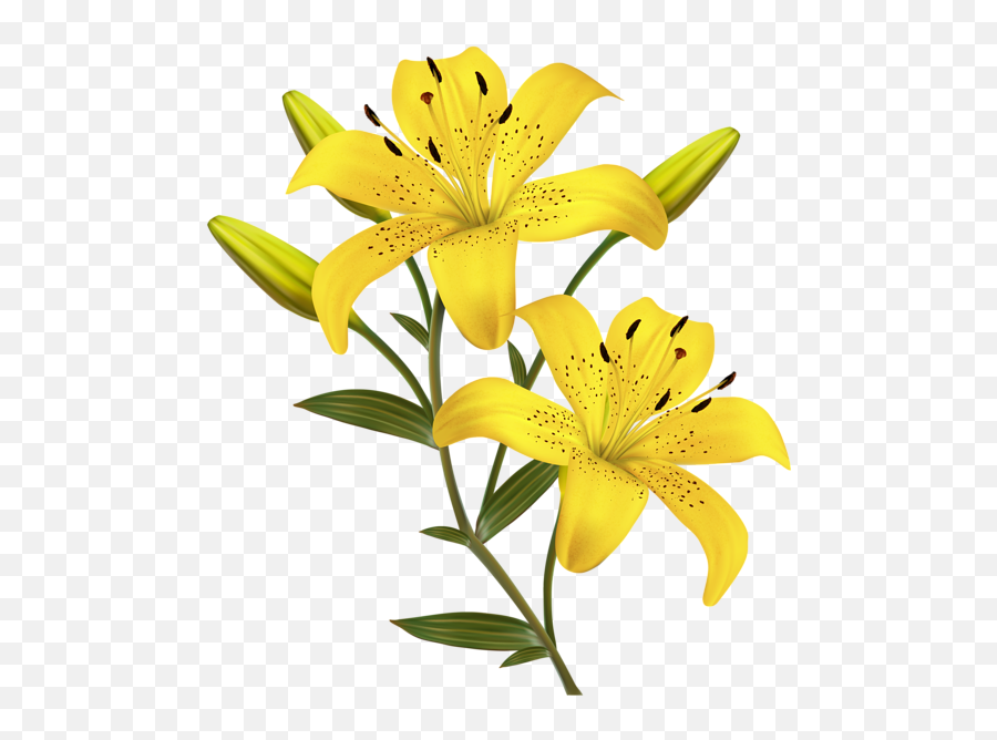 Lilium Png - Yellow Lily Flower Png Emoji,Too Hot Emoji