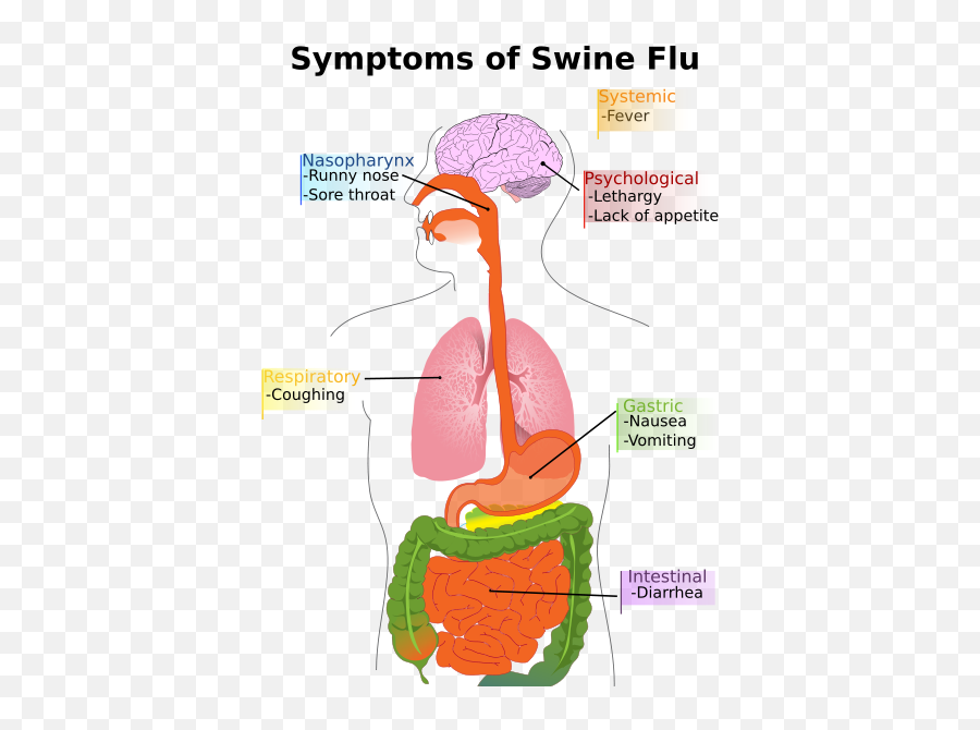 Pd Diagram Of Swine Flu Symptoms - Cancer Bush Tea Benefits Emoji,Swine Fever Emoji