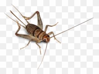 Bug Bugs Insect Cricket Freetoedit - Crickets Transparent Emoji,Crickets Emoji