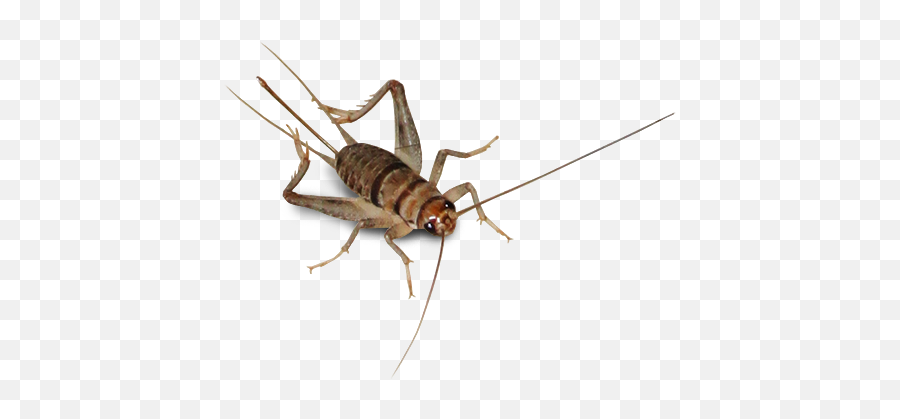 Bug Bugs Insect Cricket Freetoedit - Crickets Transparent Emoji,Crickets Emoji