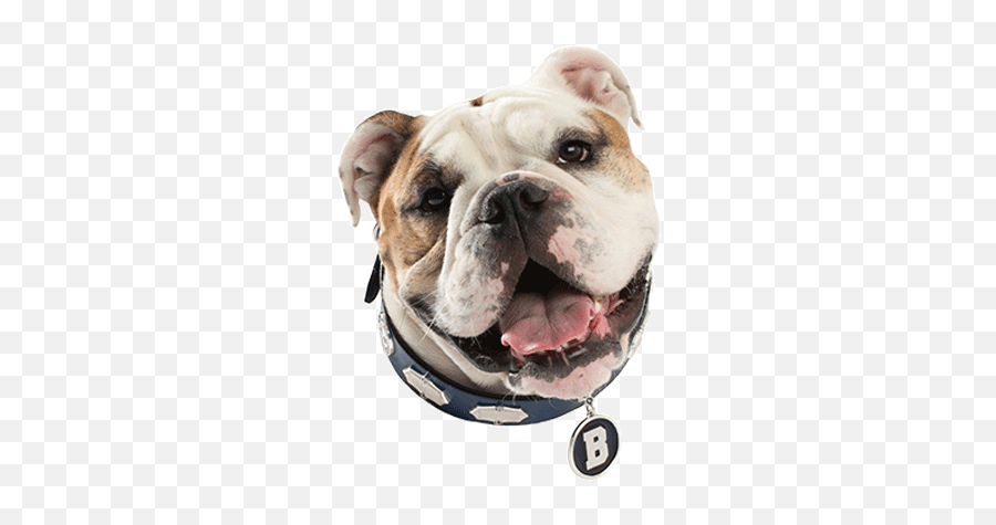 Stickers And Gifs - Australian Bulldog Emoji,Bulldog Emoji