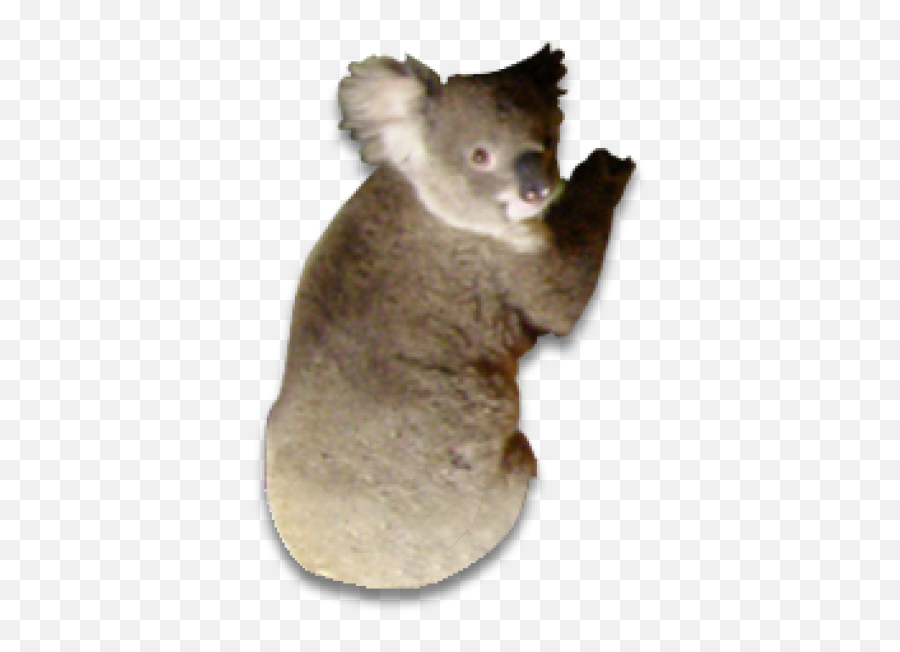 Koala Png And Vectors For Free Download - Koala Emoji,Koala Emoticon
