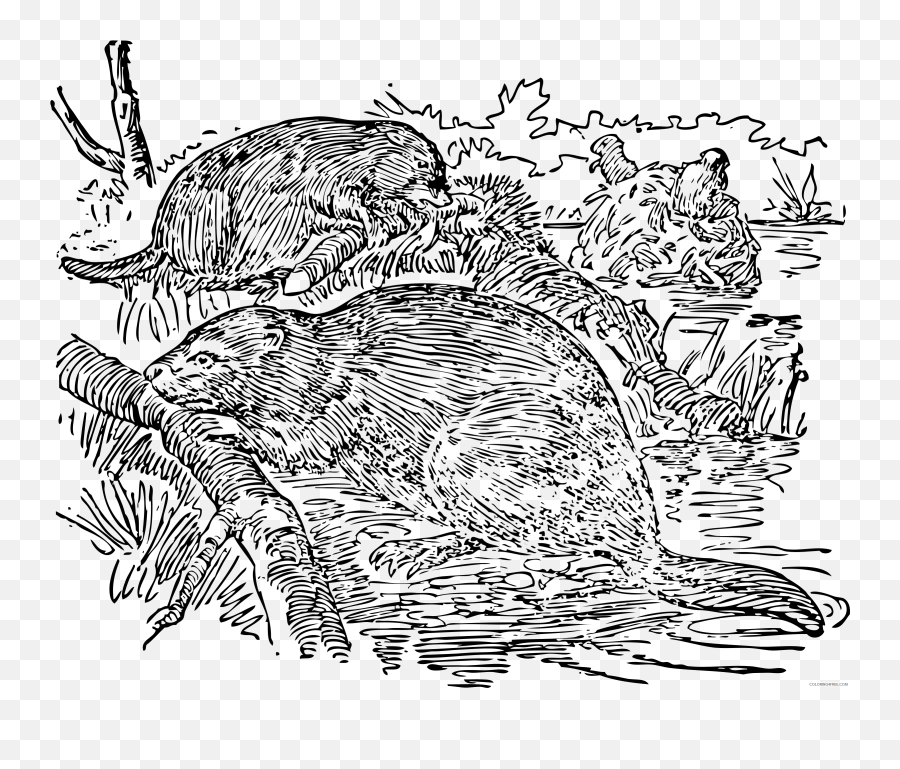 Beaver Coloring Pages Beavers Bpng Printable Coloring4free - Beaver Emoji,Beaver Emoji