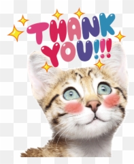 Kitty Cat Animal Kitten Vector - Domestic Cat Emoji,Cat Emoticons Text