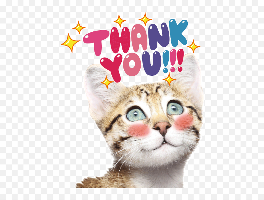 Kitty Cat Animal Kitten Vector - Domestic Cat Emoji,Cat Emoticons Text