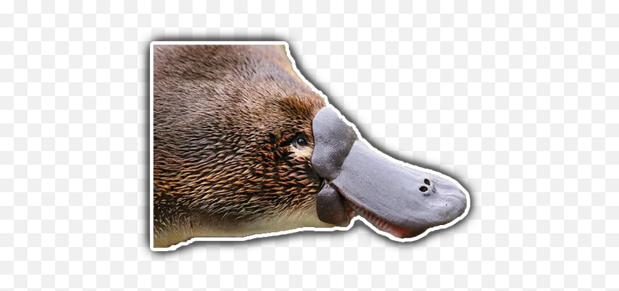 Platypus Stickerpack Stickers For Telegram - Ornitorrinco Emoji,Walrus Emoji