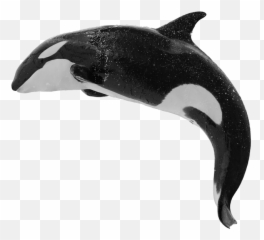 Largest Collection Of Free - Orca Png Emoji