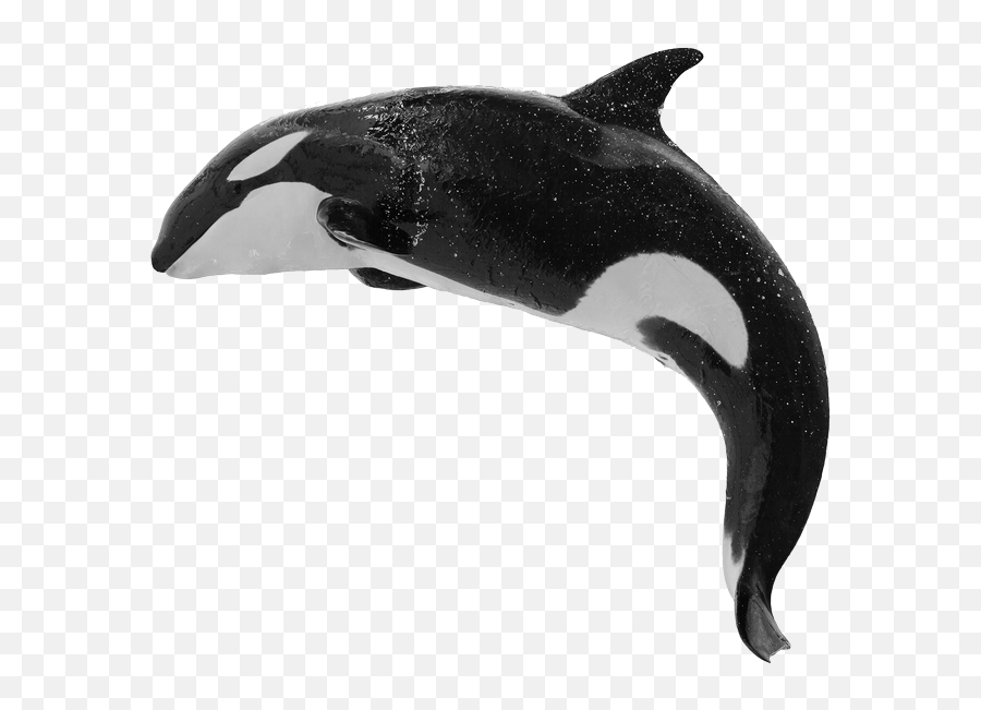 Largest Collection Of Free - Orca Png Emoji,Emoji Free Whale