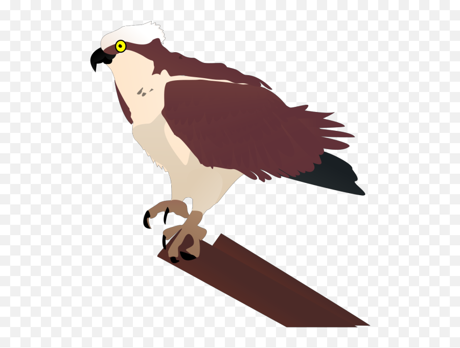 Hawk Png Svg Clip Art For Web - Download Clip Art Png Icon Osprey Clip Art Emoji,Hawk Emoji