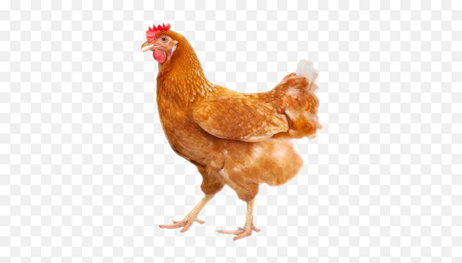 To - Chicken Bird Emoji,Hen Emoji