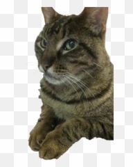 Inquisitive Cat Mypet Mycat Brown Kitty - Domestic Emoji