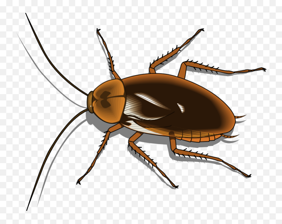 Free Cockroach Pictures Images - Cockroach Clipart Emoji,Cockroach Emoji