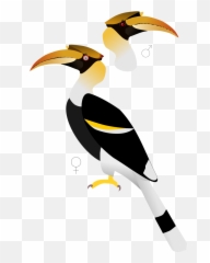 Bucerosbicornis - Great Hornbill Male And Female Emoji,Toucan Emoji