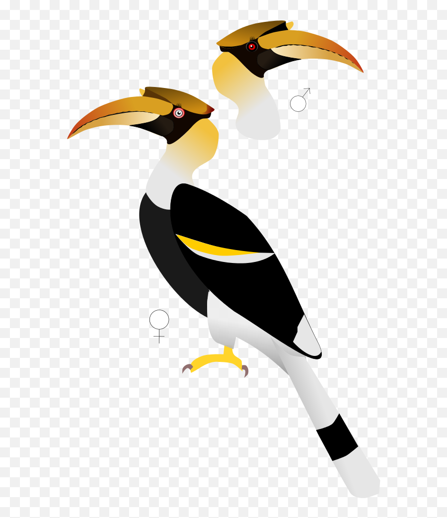 Bucerosbicornis - Great Hornbill Male And Female Emoji,Toucan Emoji