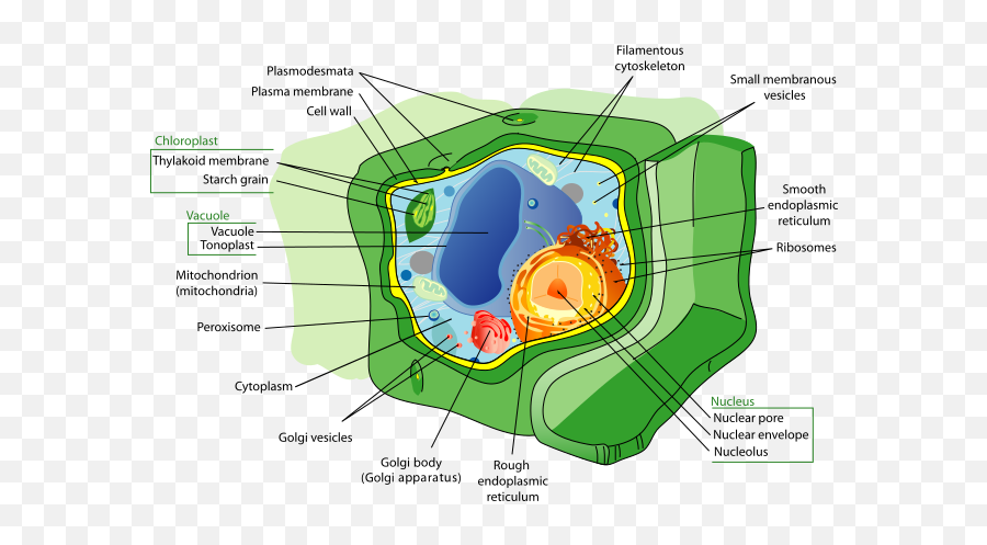 Plant Cell Structure - Protoplasm In Plant Cell Emoji,Emoji Guide