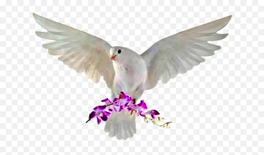 Pigeon Pigeons Pigeonforge Bird Birds Whitebird Petsand - Rock Dove Emoji,Pigeon Emoji