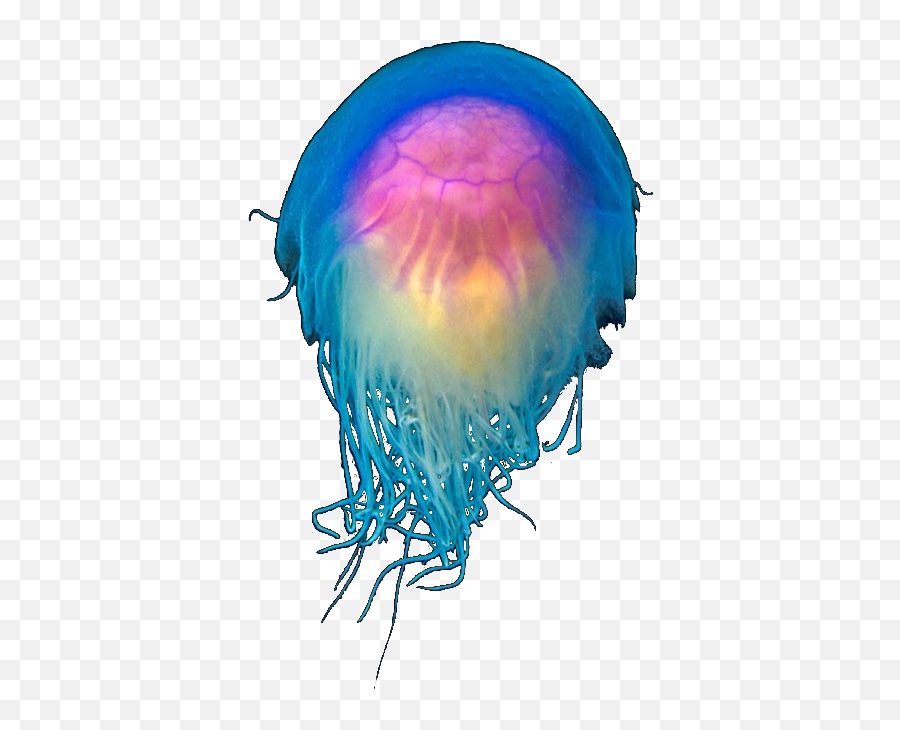 Clipart Transparent Library I Like - Blue Jellyfish Emoji,Jellyfish Emoji