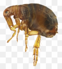 Flea Png - Plague Fleas Emoji