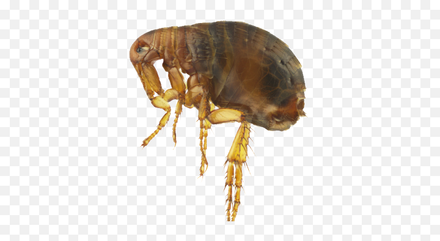 Flea Png - Plague Fleas Emoji,Spread Legs Emoji
