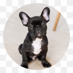 Seinfeld Emojis - Stitch Dog,French Bulldog Emoji