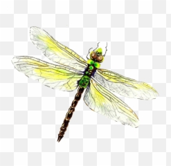 Dragonfly Png Download Image - Dragonfly Emoji,Dragonfly Emoji