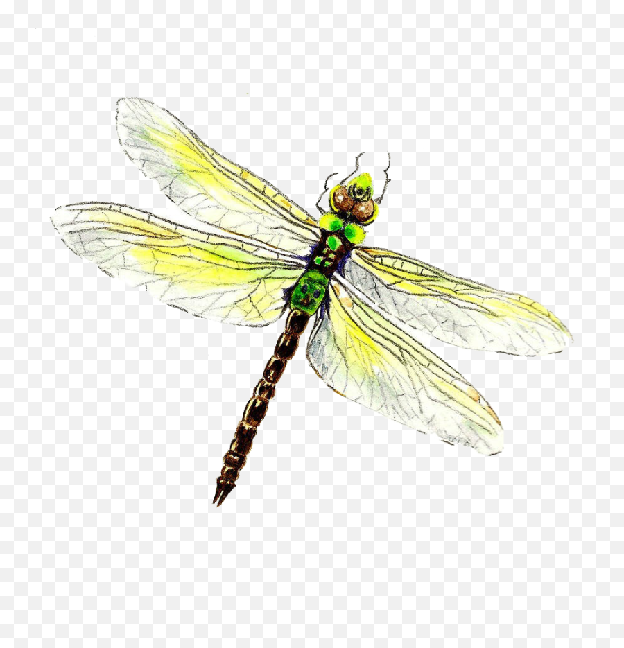 Dragonfly Png Download Image - Dragonfly Emoji,Dragonfly Emoji