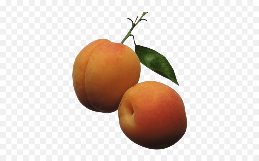 Peach Png And Vectors For Free Download - Dlpngcom Apricots Clipart Emoji,Apricot Emoji