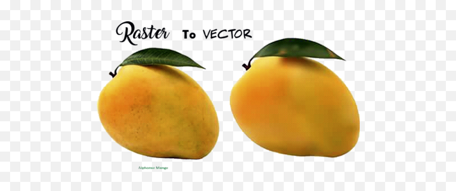 The Best Free Mango Vector Images Download From 55 Free - Tangerine Emoji,Guava Emoji