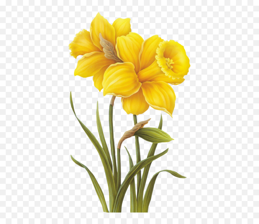 E013e4f9png 424699 Flower Painting Watercolor Flowers - Yellow Flower Png Emoji,Daffodil Emoji