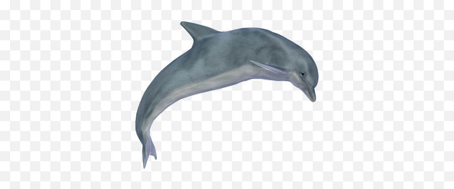 Dolphin Png And Vectors For Free - Dolphin Png Emoji,Miami Dolphins Emoji