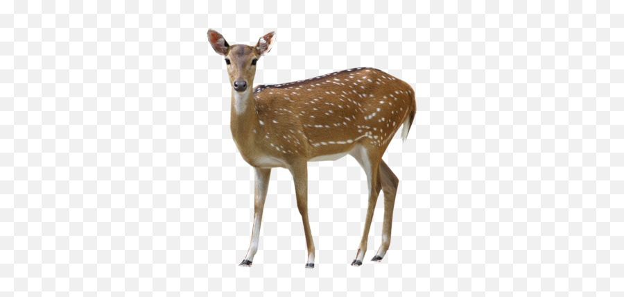 Buck Deer - Transparent Background Deer Png Emoji,Buck Deer Emoji