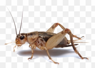 Transparent Bugs Cricket Transparent Png Clipart Free - Cricket Bug Emoji,Crickets Emoji