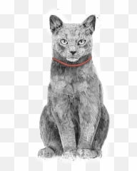 Cat Grey Cats Catdrawing Drawing - Xmas Emoji