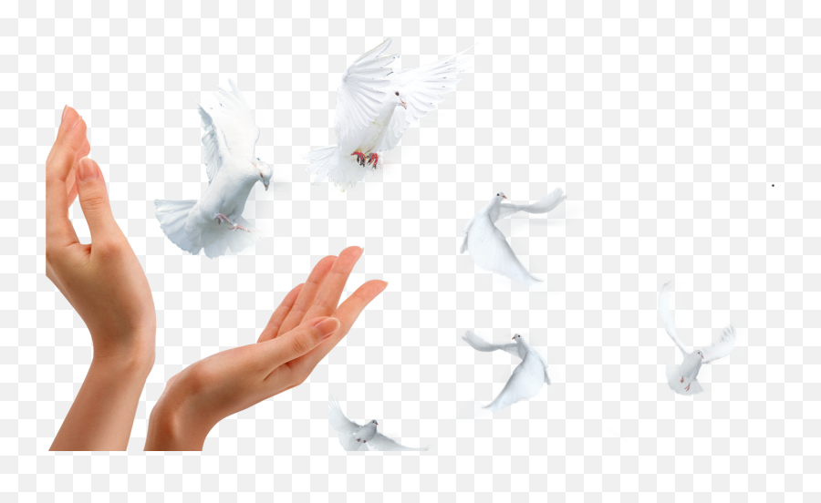 Hands Doves - Sticker By Rafaelmolko Typical Pigeons Emoji,Rock Hands Emoji