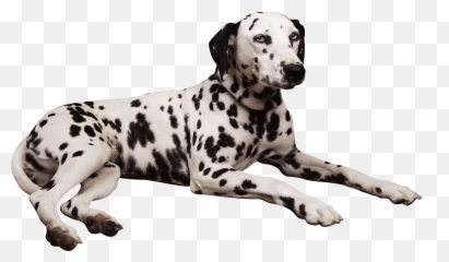Dalmatian Dog Png u0026 Free Dogpng Transparent - Emoji