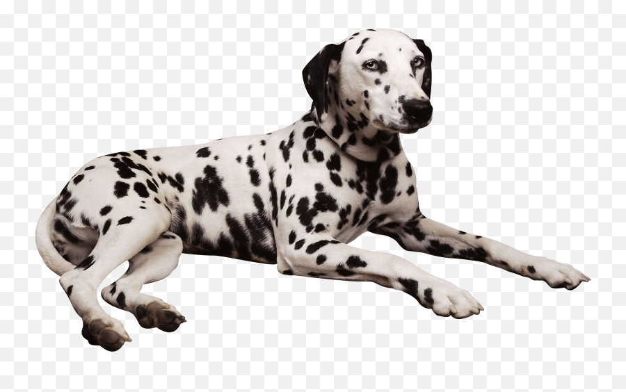 Dalmatian Dog Png U0026 Free Dalmatian Dogpng Transparent - Dalmatian Dog Png Emoji,Lying Down Emoji