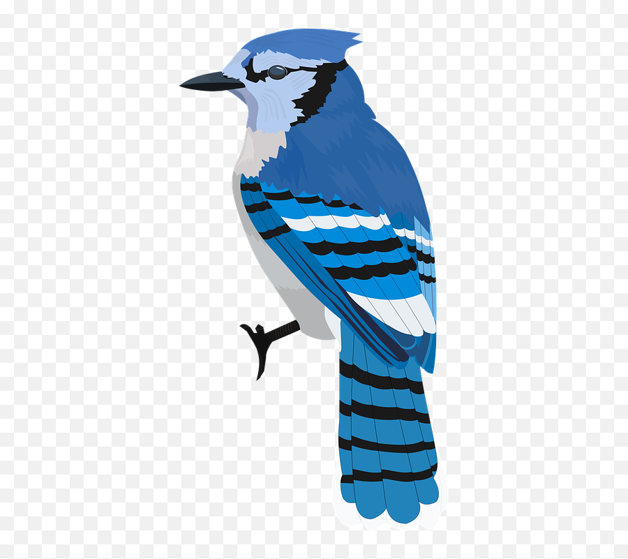 Bluejay Bird Blue - Blue Jay Emoji,Blue Jays Emoji