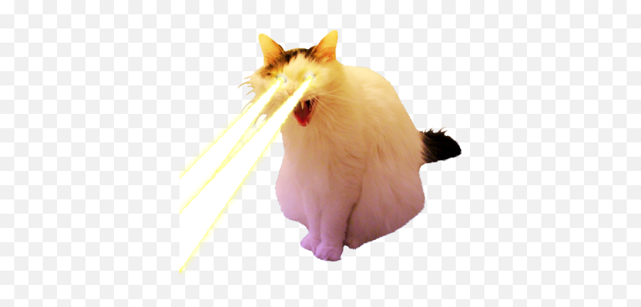 The Sporting Cat Aesthetic Co - Cat With Lasers Png Emoji,Iphone Cat Emoji