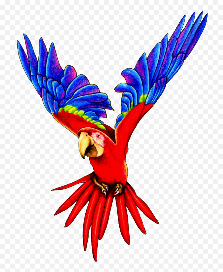 Macaw Clip Art - Clip Art Library Flying Parrot Png Emoji,Parakeet Emoji