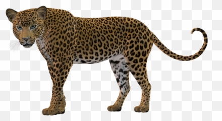 Free Leopard Snow Leopard Images - Black Leopard Clipart Emoji,Stare Emoticon