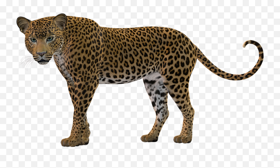 Free Leopard Snow Leopard Images - Black Leopard Clipart Emoji,Stare Emoticon